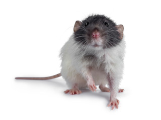 Cute dumbo rat, standing facing front. Snout curious to camera. Looking straight ahead at lens with shiny eyes. Isolated on white background. One paw in air.