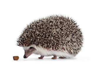 Obraz premium Cute spiky hedgehog walking side ways, looking and sniffing at cat kibble food. Isolated on white background.