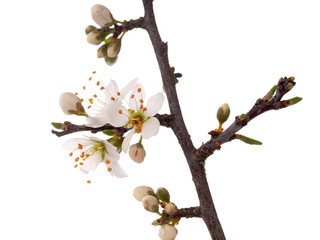Prunus spinosa, blackthorn aka sloe blossom in springtime, isolated on white background. Delicate...
