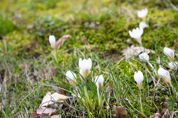 early spring white flowers. snowdrops and crocuses