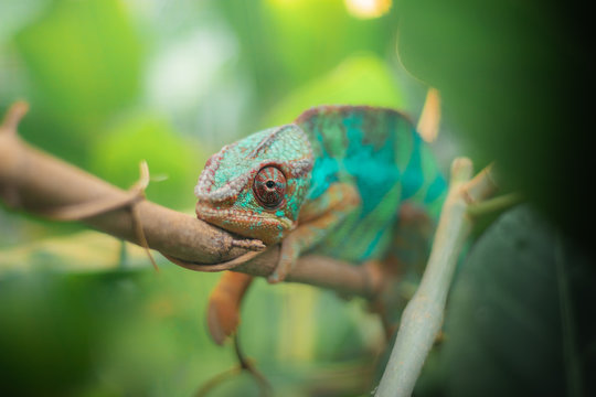 T&uuml;rkis Organges Cham&auml;leon sitzt liegt auf einem Ast