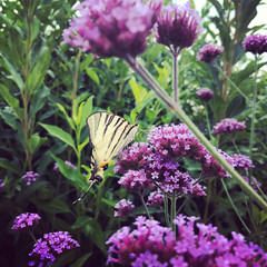 Butterfly on flowers