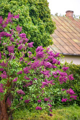 Fototapeta na wymiar lilac bush near the old house