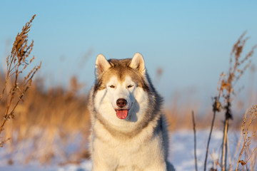 Beautiful, attentive and free siberian Husky dog sitting on the hill in the withered grass at sunset.