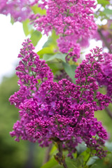 Bright branch of lilac