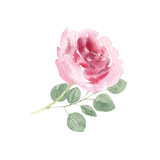 Handpainted watercolor rose and eucalyptus