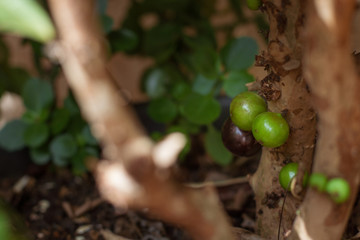 Jaboticaba brazilian tree full of fruits on ripe. Jaboticaba is the native Brazilian grape tree.