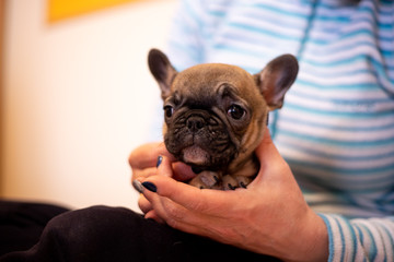 Beautiful French Bulldog Puppies