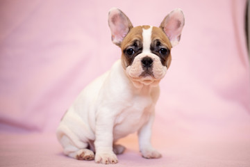 Beautiful French Bulldog Puppies