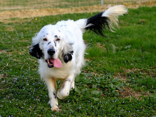 Outdoor Portrait of a wonderful English Setter, black and white