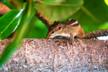 chipmunk on a tree