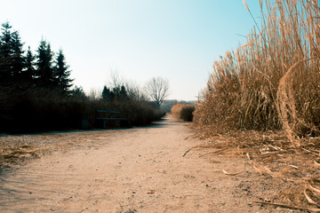 Spring landscape in teal-orange tone, city park, nature wakes up in spring