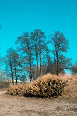 Spring landscape in teal-orange tone, city park, nature wakes up in spring