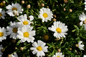 Fototapeta premium Daisy Flowers