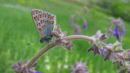 World's smallest butterfly Hairstreak tomares nogelii in a green meadow