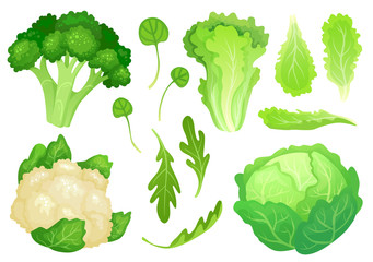 Cartoon cabbages. Fresh lettuce leaves, vegetarian diet salad and healthy garden green cabbage. Cauliflower head vector illustration - obrazy, fototapety, plakaty
