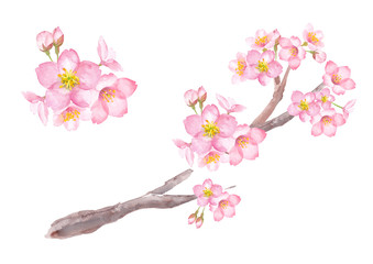桜の花、枝