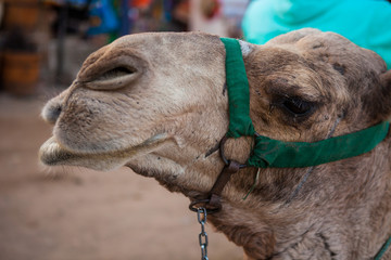 camel IS smile