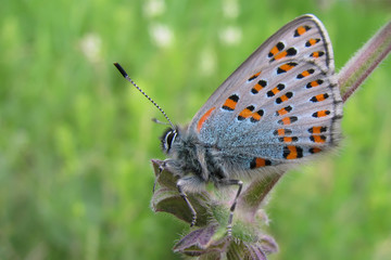 Tomares nogelii Nogel's Hairstreak endangered butterfly close-up