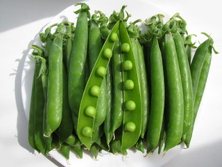 Green pea Pisum sativum freshly picked