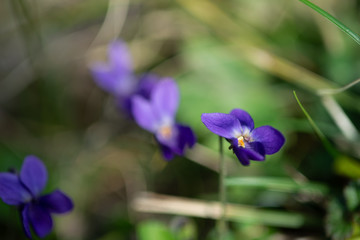 Fototapeta na wymiar violet viola odorata close up with field backgroun, springtime