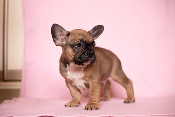 Beautiful French Bulldog Puppies