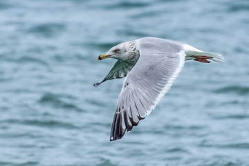 Seagull in flight