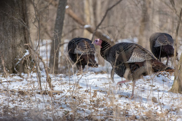 Wild Turkeys