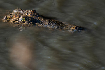 Crocodile eating zebra in water stream in Mara triangle