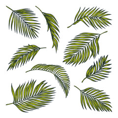 Tropical coconut palm leaves set, isolated on white. Vector color sketch illustration. Hand drawn tropic design elements