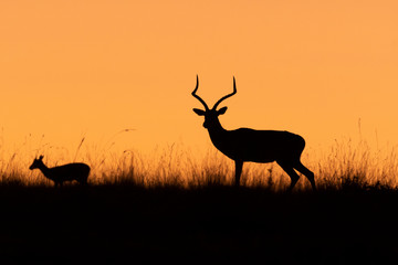 Impala mother and baby silhouette at sunrise in Maasai Mara