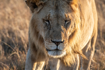 Obraz premium Close up shot of male lion walking in savanna at sunrise, Maasai Mara national reserve