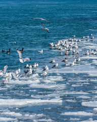 Gulls on the River