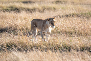 Lioness walking in Maasai Mara looking for water