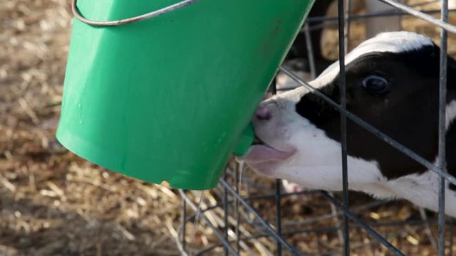 Ternera joven bebiendo agua en una jaula