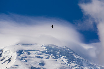 Naklejka na ściany i meble The great bird of prey over the Mont Blanc.