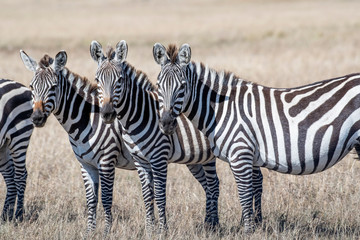 Fototapeta na wymiar Group of zebras standing in order and feeding grasses in Maasai Mara