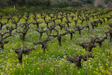 Countryside Panorama, wine plantation in spring, Cyprus