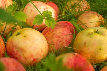 Naklejka na ściany i meble organic apples in the garden
