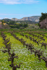 Fototapeta premium Countryside Panorama, wine plantation in spring, Cyprus