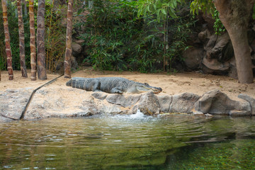 Naklejka na ściany i meble crocodiles on the pond