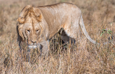 lioness walking alone in daytime in Maasai Mara