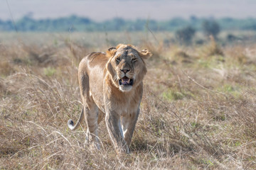 lioness walking alone in daytime in Maasai Mara