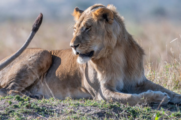 Fototapeta premium Big male lion resting in daytime in Maasai Mara