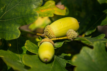 oak acorns on a branch