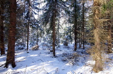 Winter landscapes in the forest on a cold and sunny morning