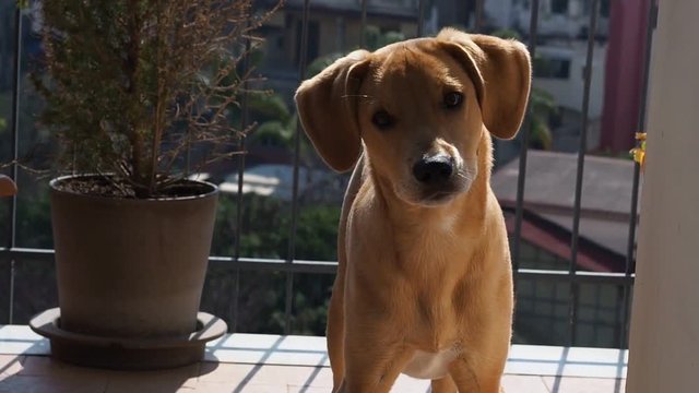 Golden puppy outdoors on the balcony