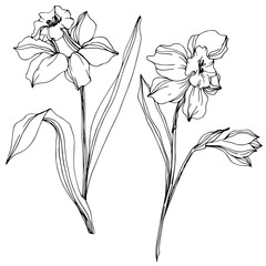 Vector Narcissus floral botanical flower. Black and white engraved ink art. Isolated narcissus illustration element. - obrazy, fototapety, plakaty