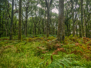 forest with many ferns
