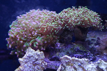 Obraz premium glowing anemone in the sea
